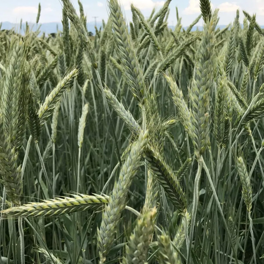 Claymore Barley full grown from seed in Utah
