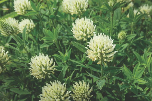 Berseem Clover full grown from seed in Utah