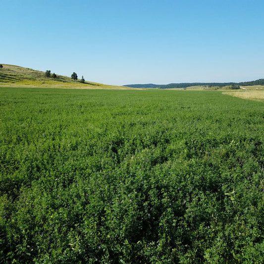 Big Sky Ladak alfalfa full grown from seed in Utah
