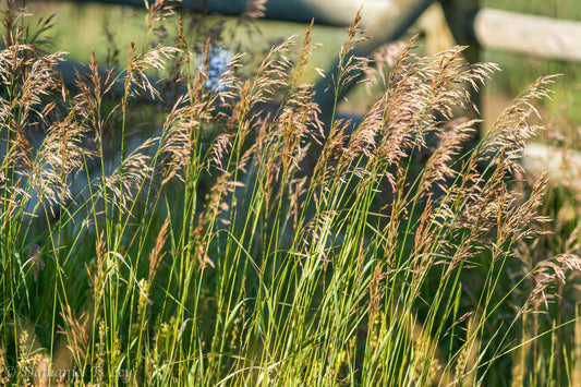 Smooth Brome full grown from seed in Utah