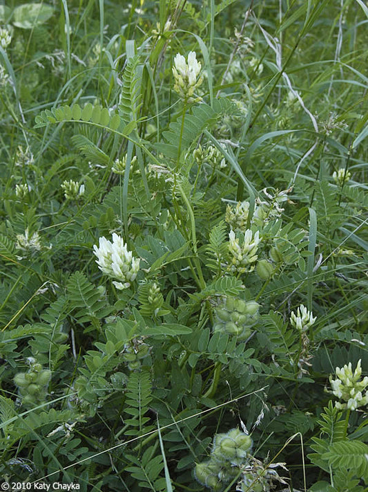 chickling vetch full grown from seed in Utah
