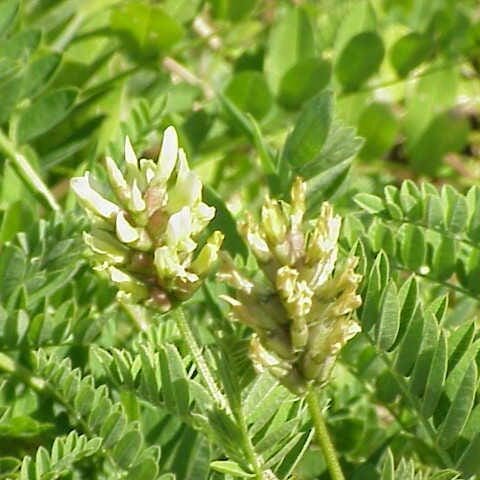 cicer milkvetch full grown from seed in Utah