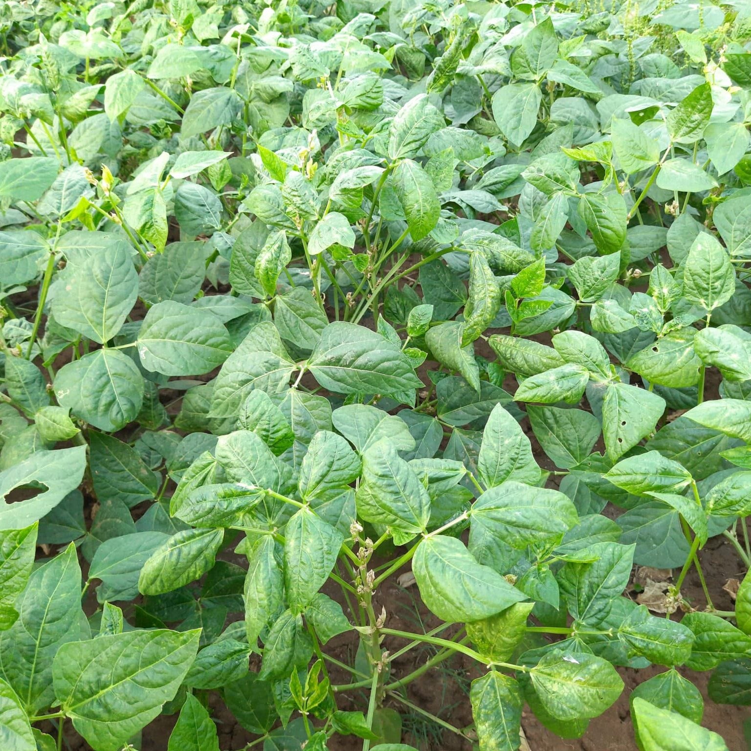 Cow Peas full grown from seed in Utah
