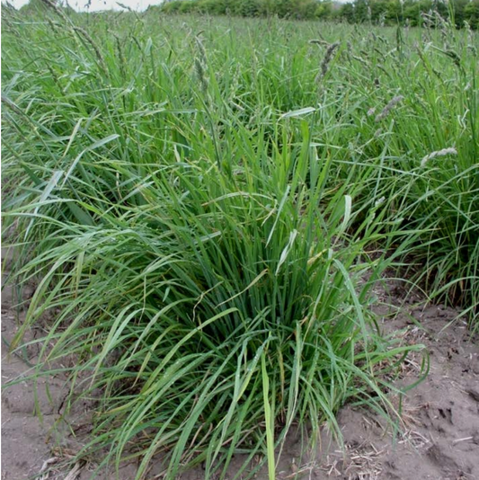 Crown Royale Orchardgrass full grown from seed in Utah