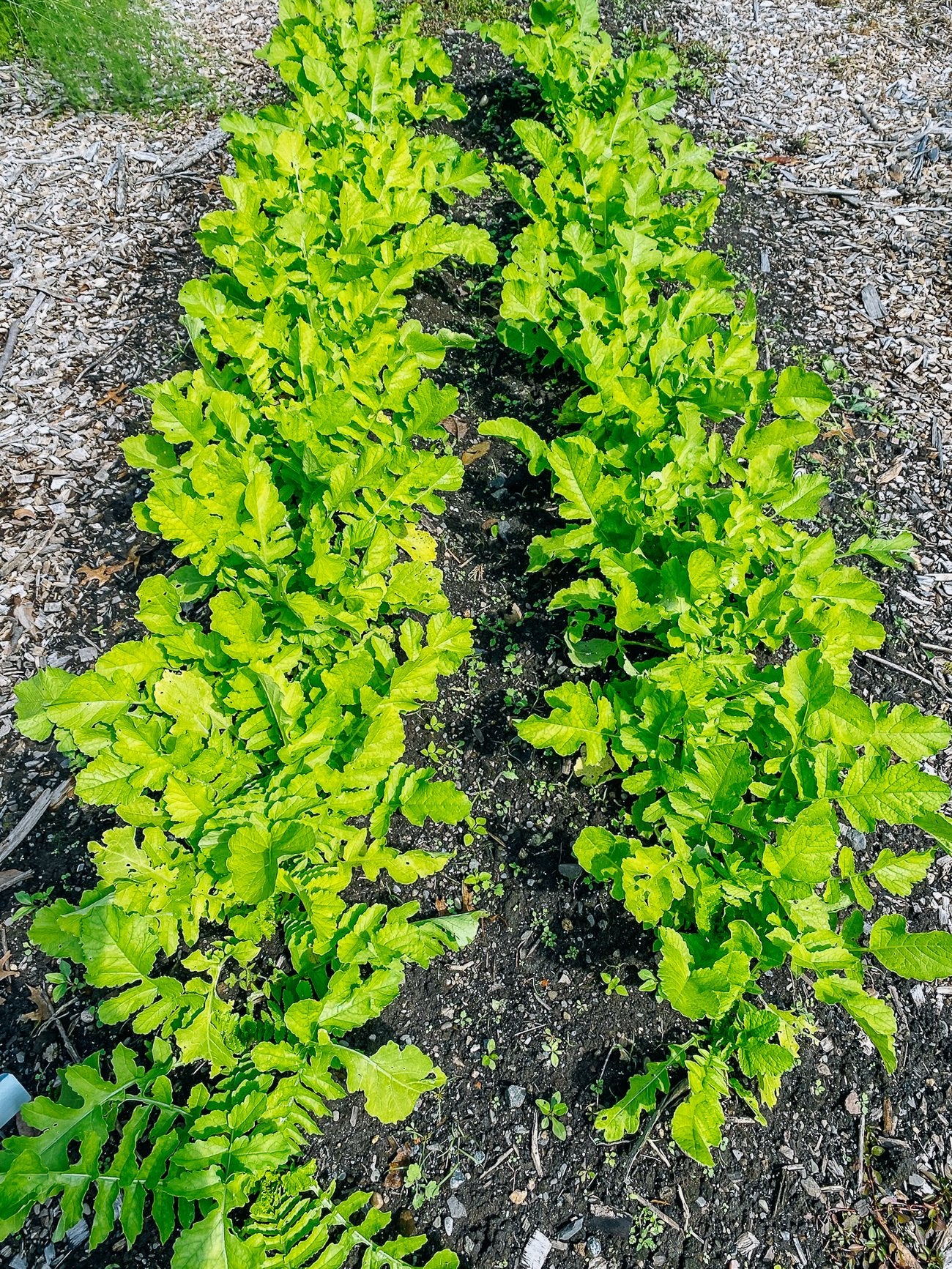 Daikon Radish full grown from seed in Utah