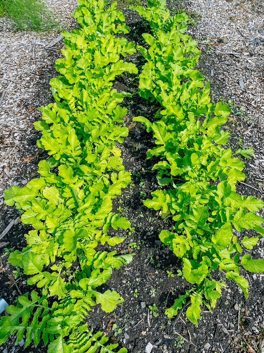 Daikon Radish full grown from seed in Utah