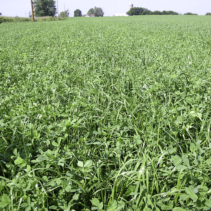 dairy hay blend alfalfa full grown from seed in Utah
