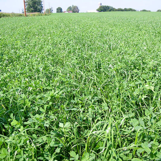 dairy hay blend alfalfa full grown from seed in Utah