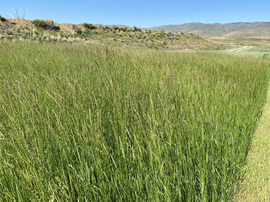 dryland pasture mix full grown from seed in Utah