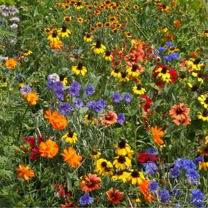 Dryland wildflower mix full grown from seed in Utah