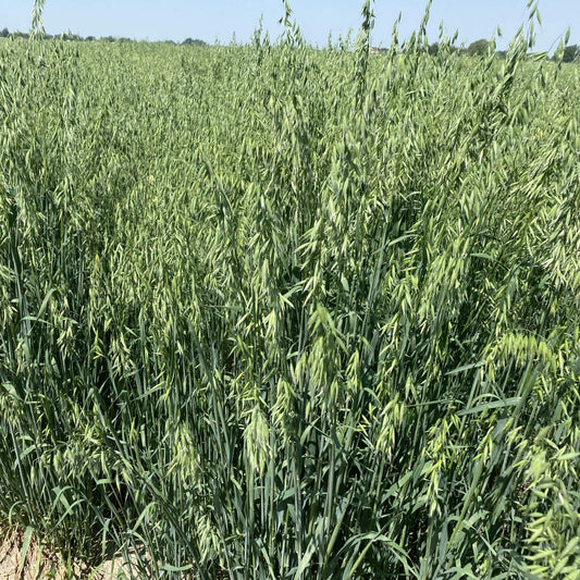 Everleaf Oats full grown from seed in Utah