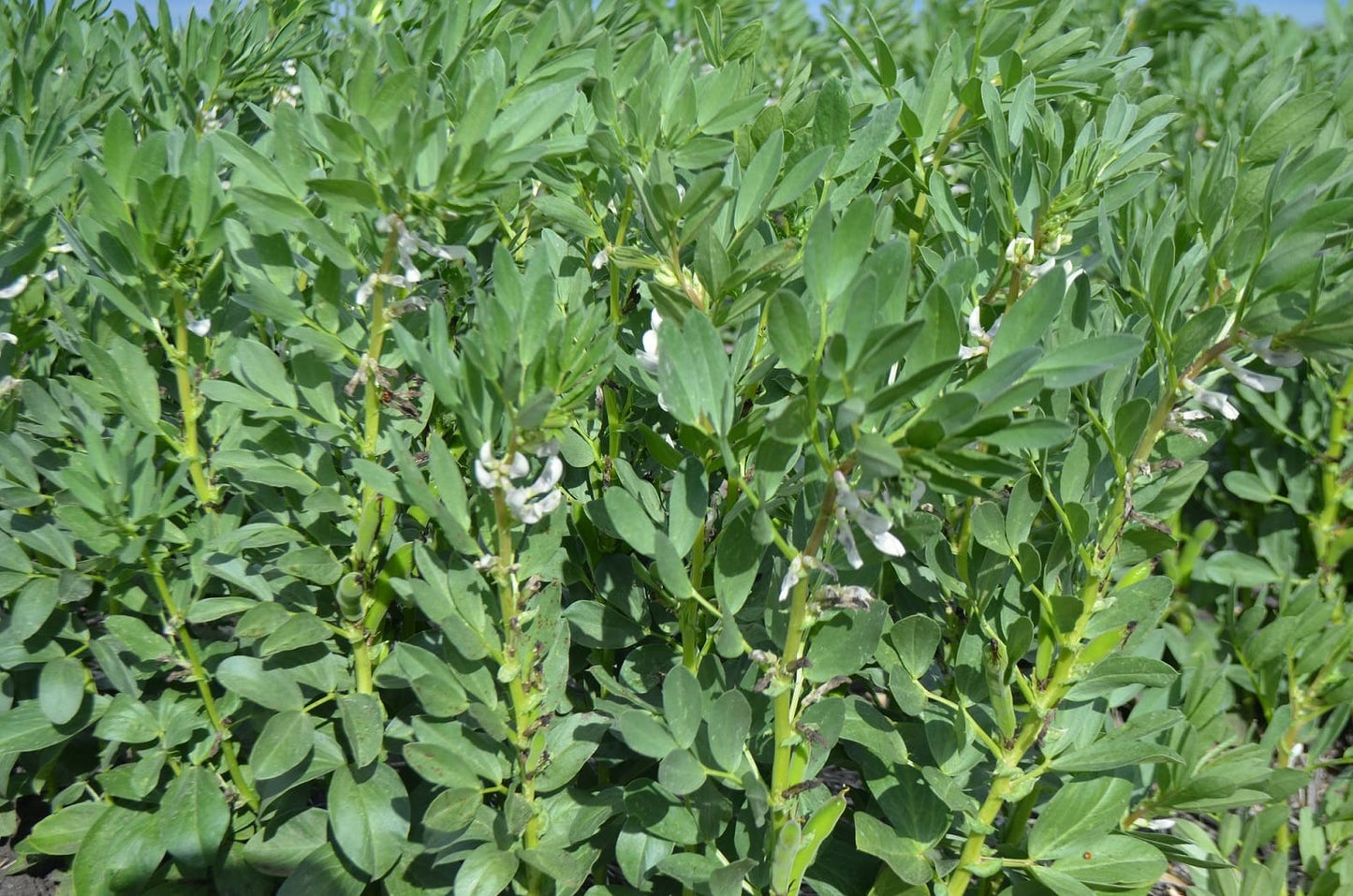 Faba Bean full grown from seed in Utah