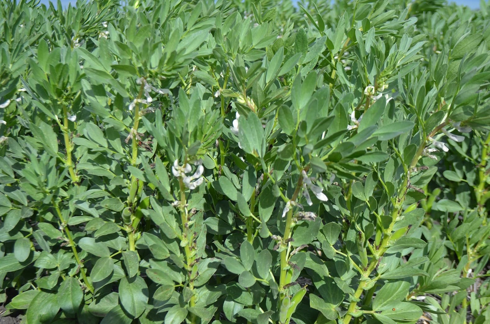 Faba Bean full grown from seed in Utah
