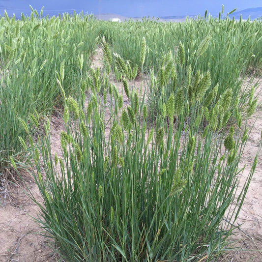 Crested Wheatgrass full grown from seed in Utah