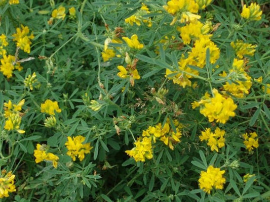 Falcata Yellow Blossom Alfalfa full grown from seed in Utah