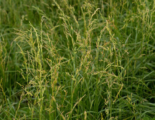 Fawn tall fescue full grown from seed in Utah