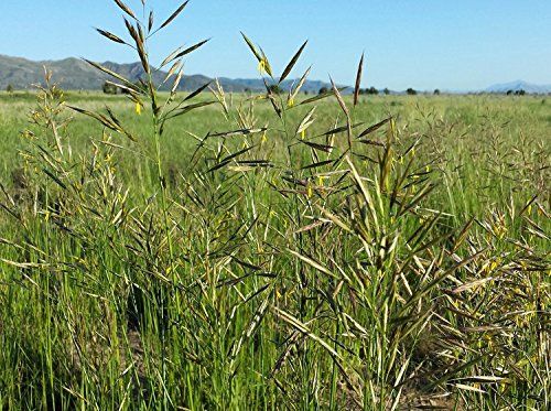 Paddock and Fleet Meadow Brome full grown from seed in Utah