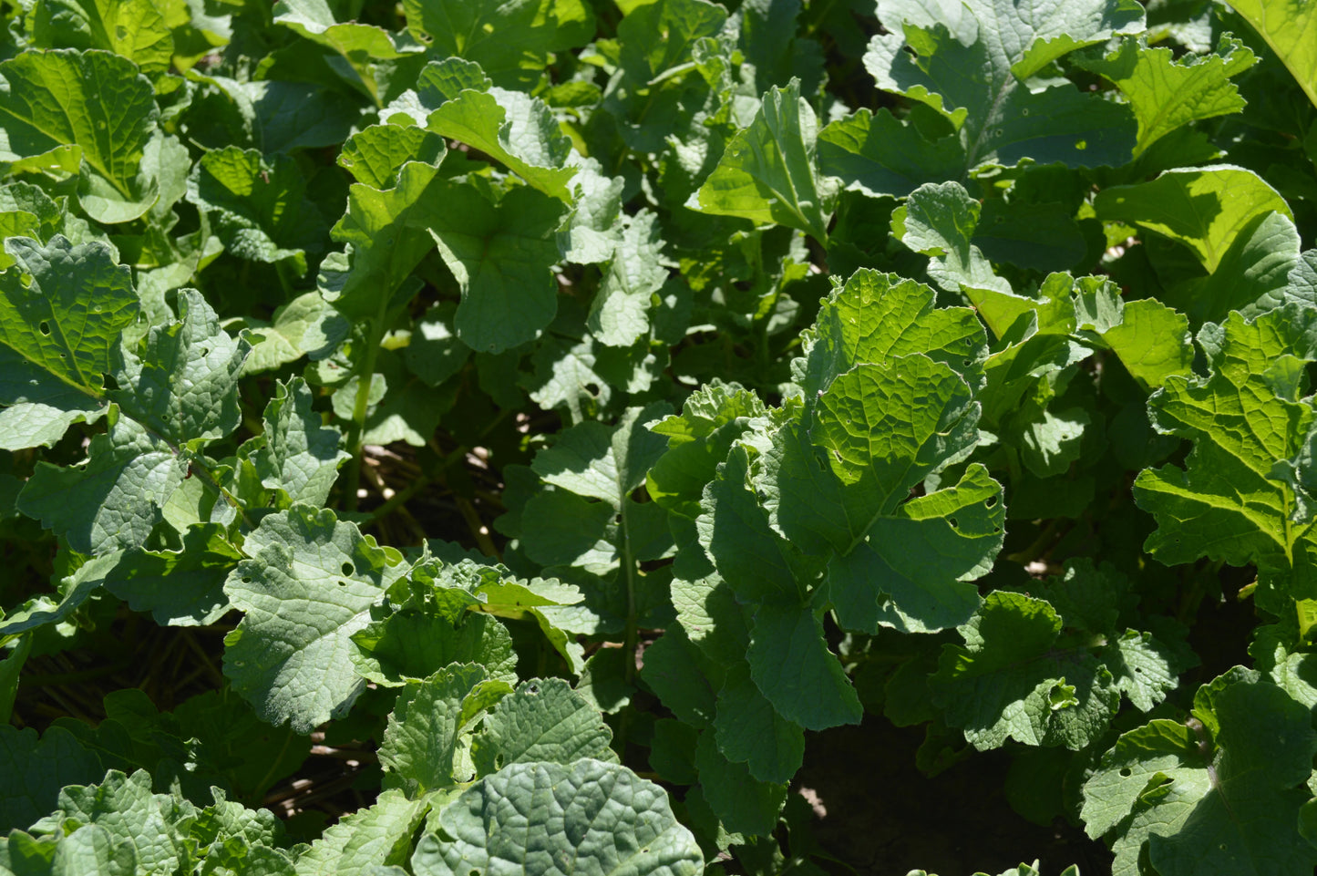 Forage Collards full grown from seed in Utah