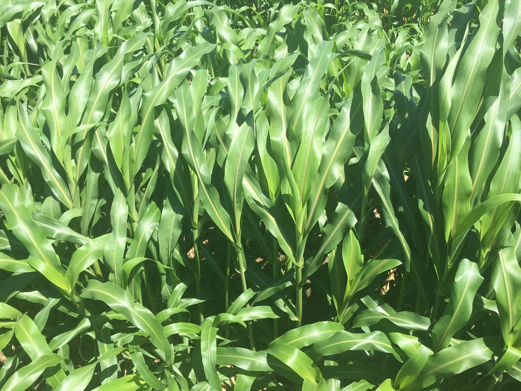forage sorghum full grown from seed in Utah