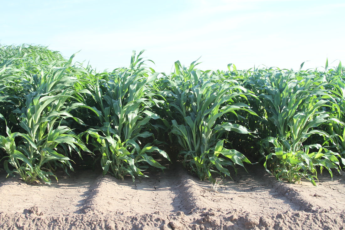forage sorghum full grown from seed in Utah