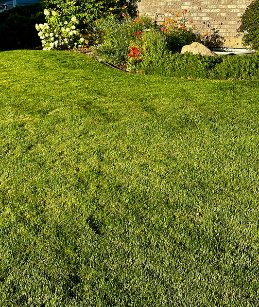 Utah 80/20 Turf Mix