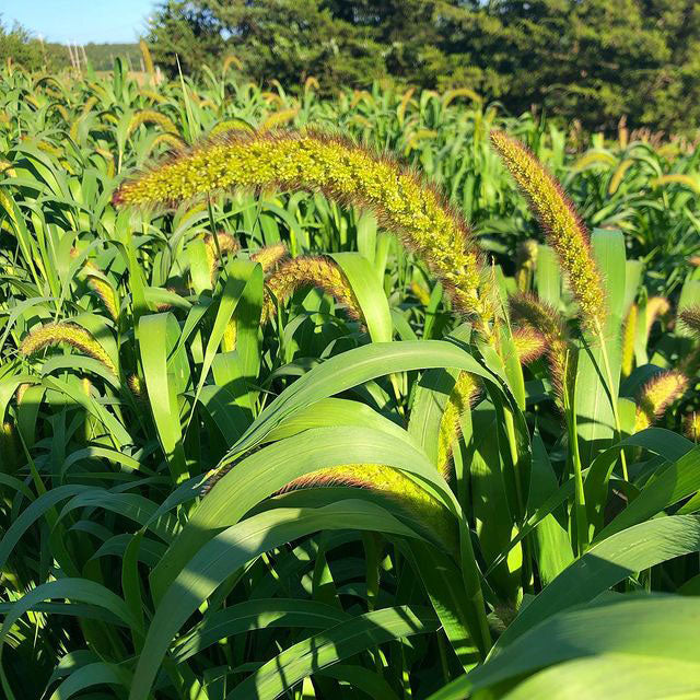 German Millet full grown from seed in Utah