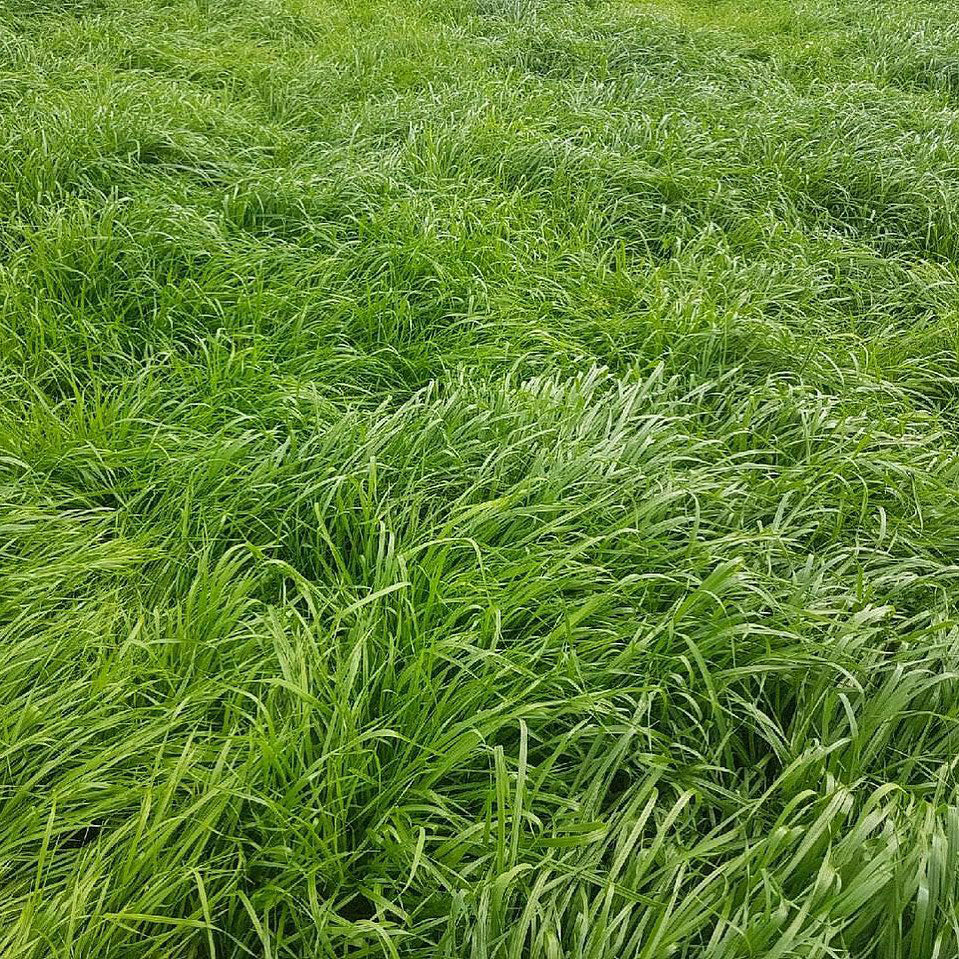 annual ryegrass full grown from seed in Utah