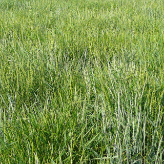 Pubescent Wheatgrass full grown from seed in Utah