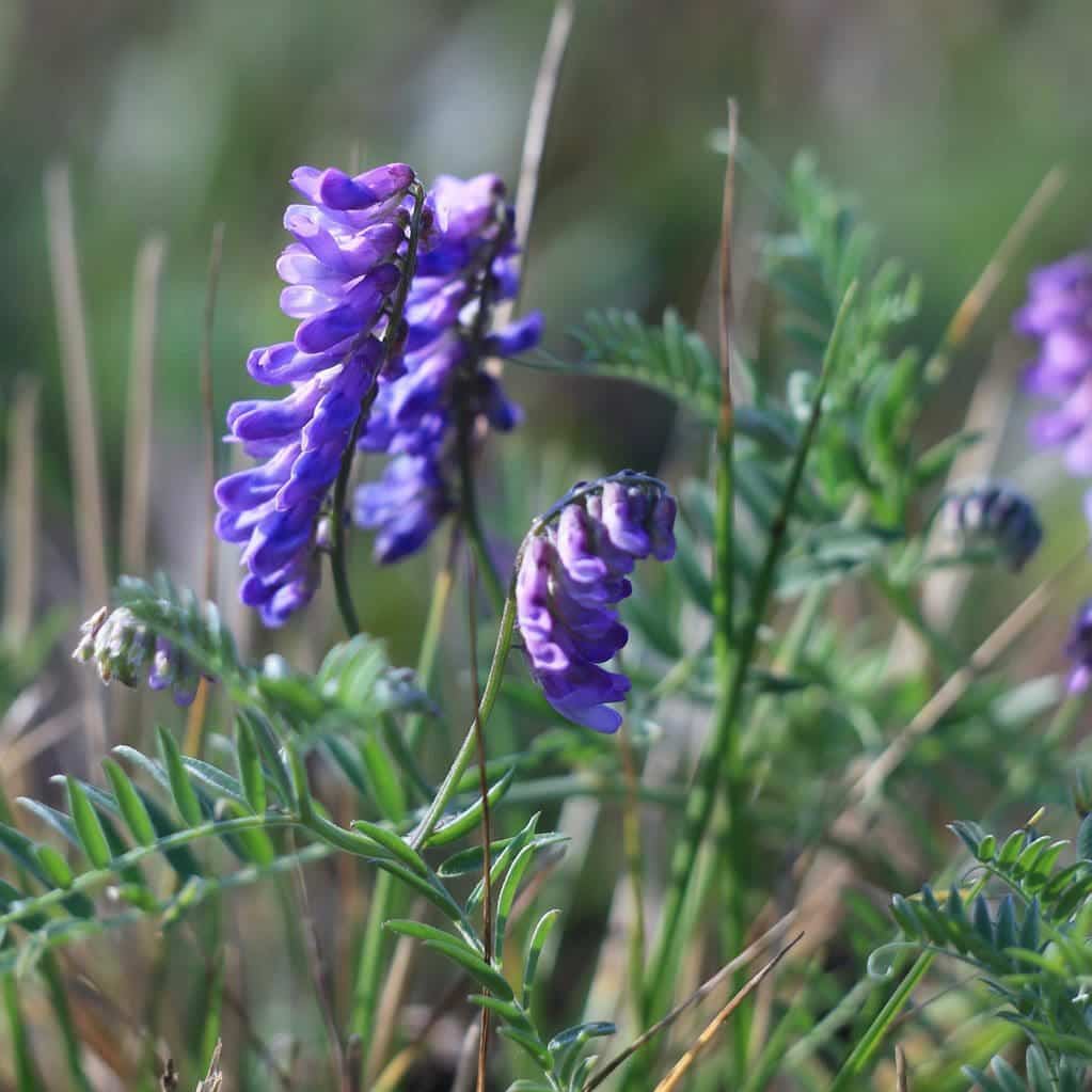 hairy vetch full grown from seed in Utah