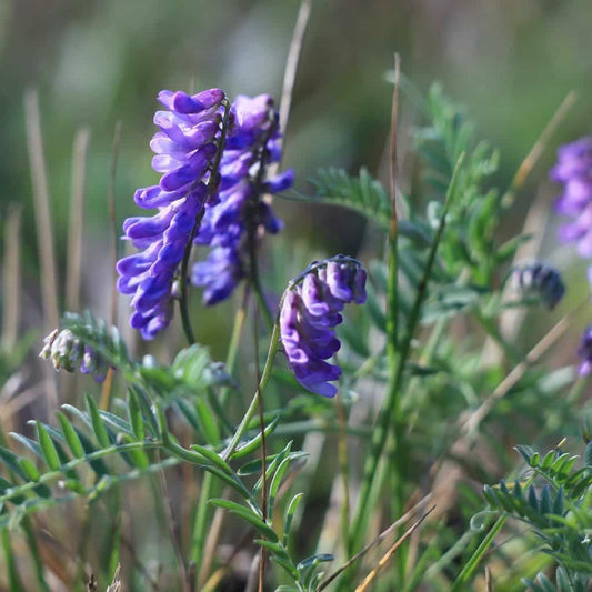 hairy vetch full grown from seed in Utah