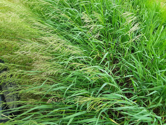 Horse pasture mix full grown from seed in Utah