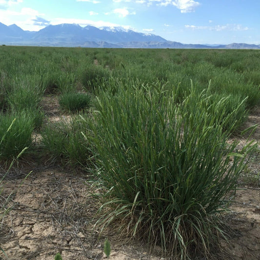Hycrest Crested Wheatgrass full grown from seed in Utah