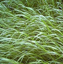 bandito 2 intermediate ryegrass full grown from seed in Utah