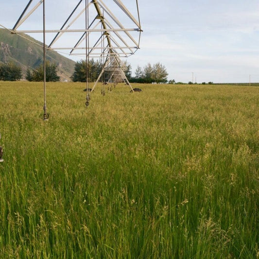 Irrigated pasture mix full grown from seed in Utah