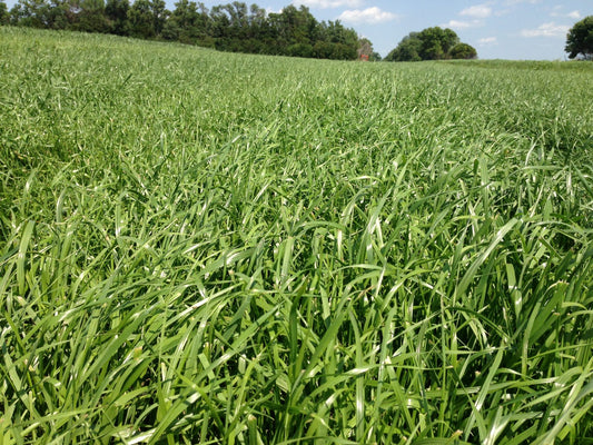 Italian ryegrass full grown from seed in Utah