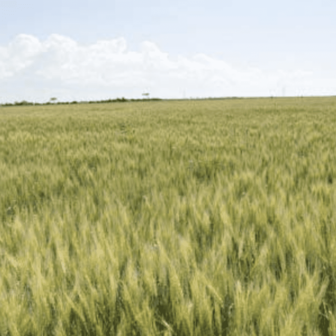 Jefferson Wheat full grown from seed in Utah