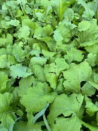 Kale full grown from seed in Utah