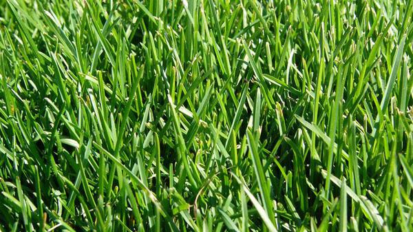 Kentucky bluegrass full grown from seed in Utah