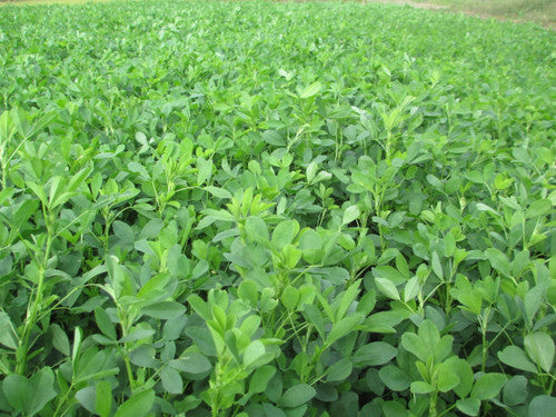 L-457 HD Alfalfa full grown from seed in Utah