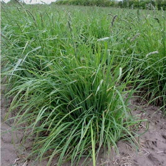 Latar Orchardgrass full grown from seed in Utah