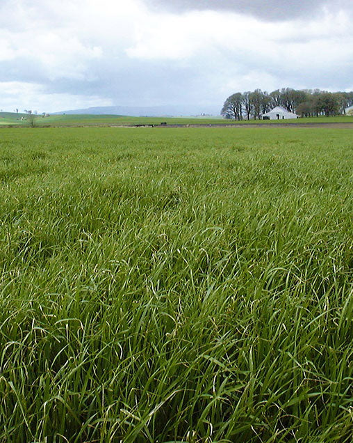 lonestar annual ryegrass full grown from seed in Utah