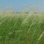 Pubescent Wheatgrass Luna full grown from seed in Utah