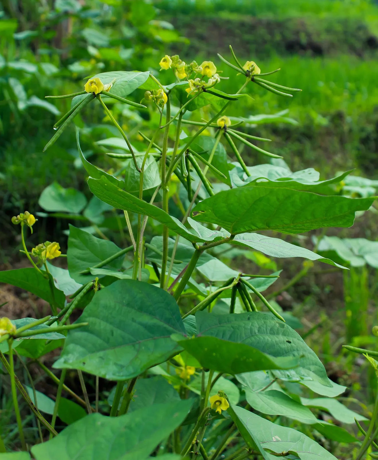 Mung Beans full grown from seed in Utah