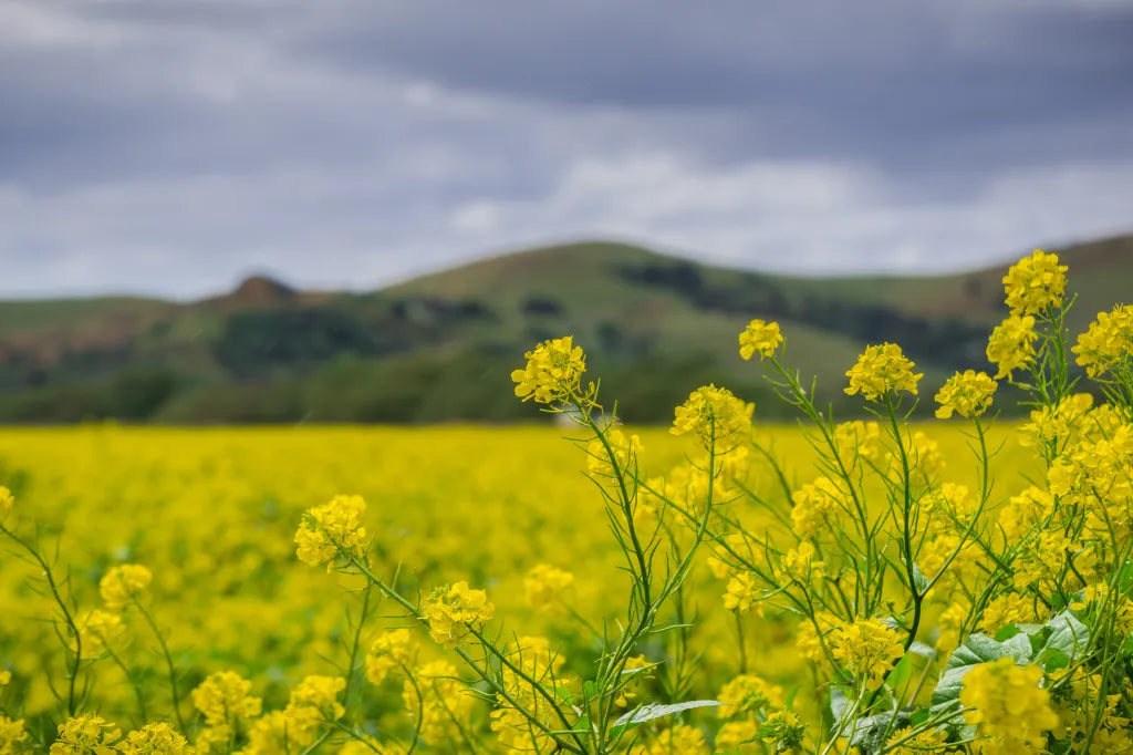 yellow mustard full grown from seed in Utah