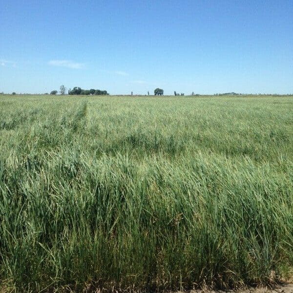 Oahe Intermediate wheatgrass full grown from seed in Utah