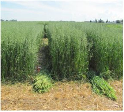 Morgan Oats full grown from seed in Utah
