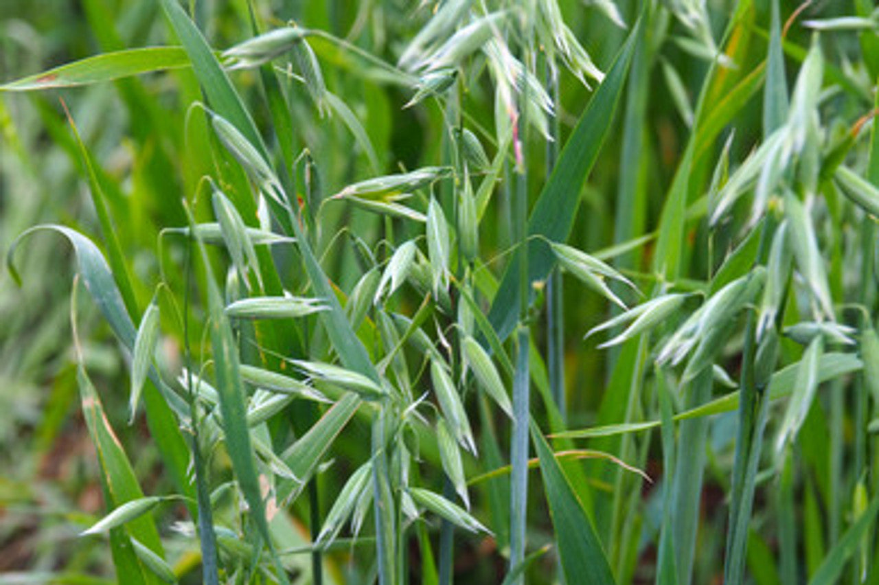 Monida Oats full grown from seed in Utah