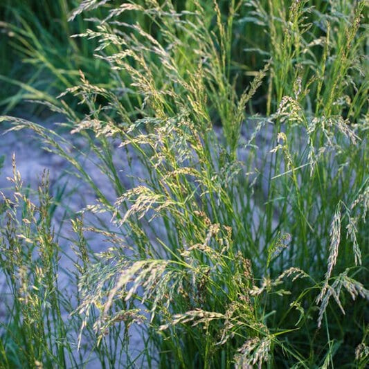 Oro verde perennial ryegrass full grown from seed in Utah