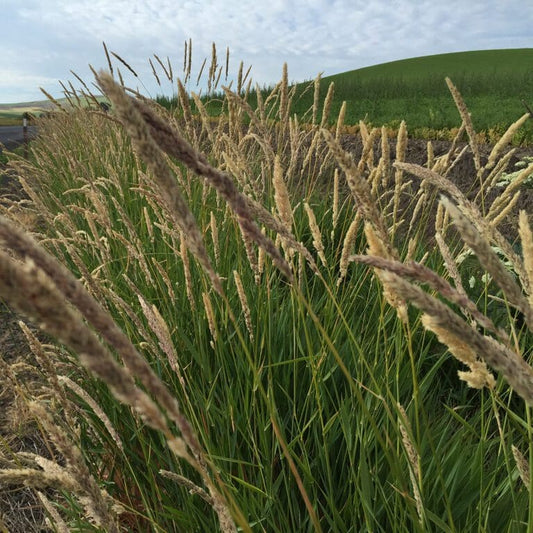canarygrass full grown from seed in Utah