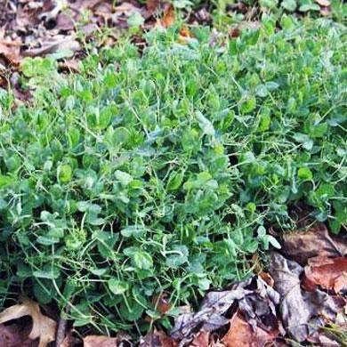 Austrian Winter peas full grown from seed in Utah
